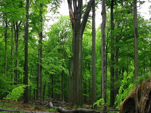 Přírodní rezervace Černý les II