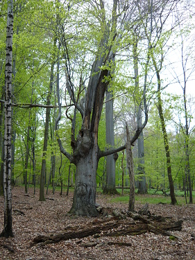 Přírodní rezervace Černý les II